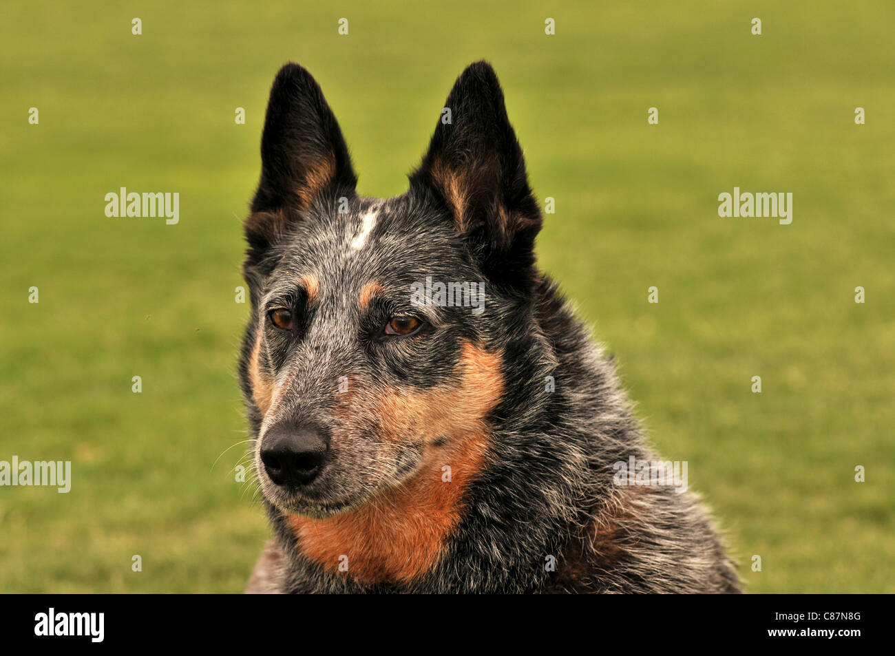 female blue heeler puppy