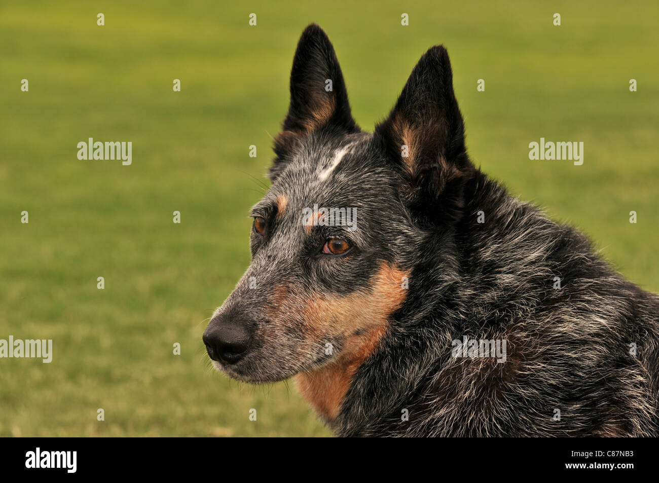 A female Australian Cattle Dog, or Queensland Blue Heeler, who is hearing impaired, at a park in Tucson, Arizona, USA. Stock Photo