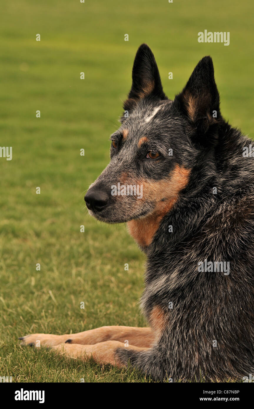 Heelers hi-res stock photography and images - Alamy