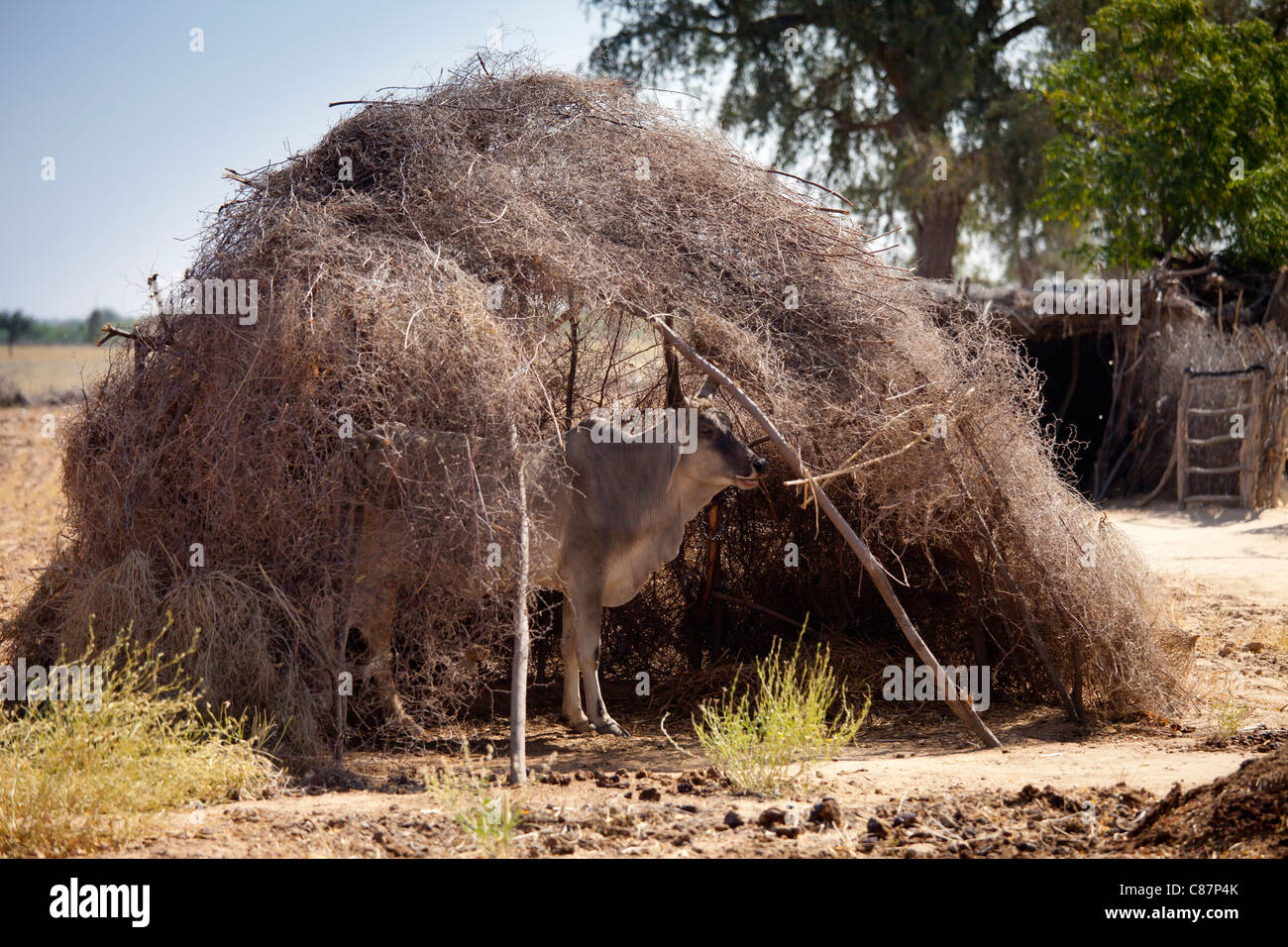 Cow shaded in cow stall sun shelter in Indian Bishnoi village near Rohet in Rajasthan, Northern India Stock Photo