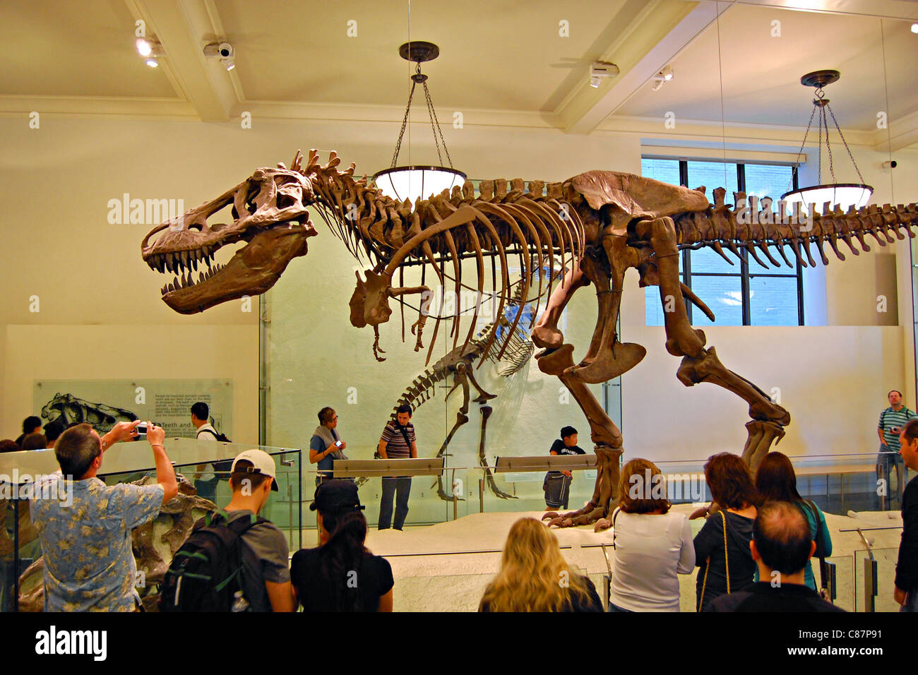 Tyrannosaurus rex Fossil  American Museum of Natural History