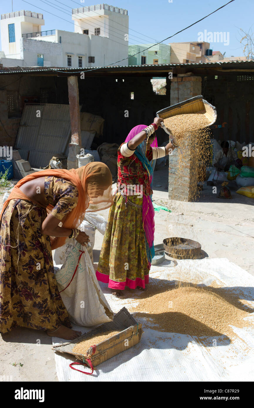 Indian women winnowing grain by hand in village of Rohet in Rajasthan, Northern India Stock Photo