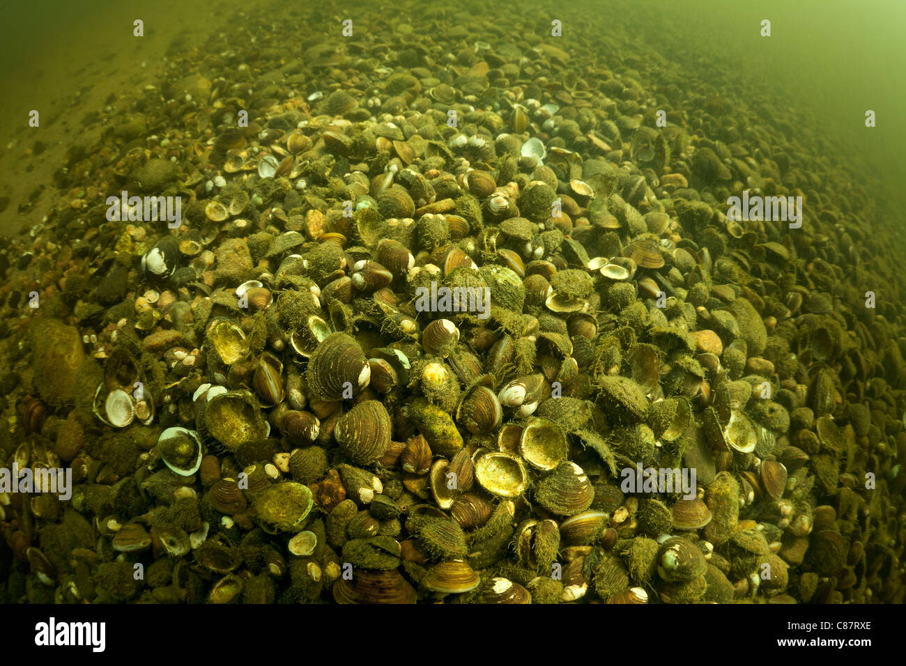 Asian clams (Corbicula sp) at the bottom of the Allier river. Those freshwater bivalves may be considered as an invasive species Stock Photo