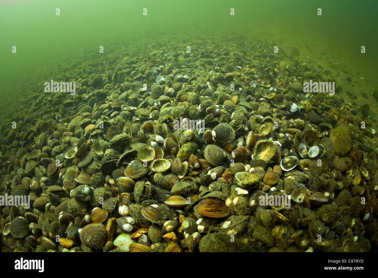 Asian clams (Corbicula sp) at the bottom of the Allier river. Those