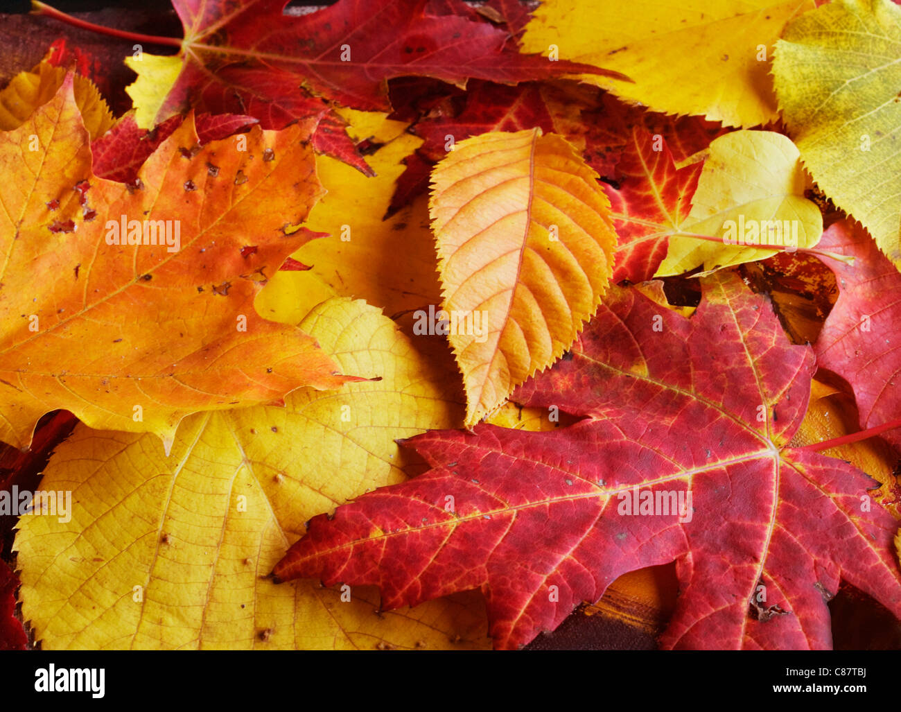 Colorful backround of fallen autumn leaves Stock Photo