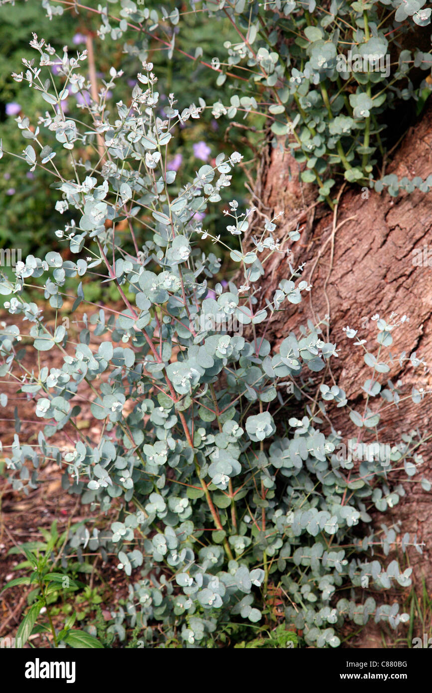 Eucalyptus gunnii - new growth of the attractive juvenile foliage Stock Photo