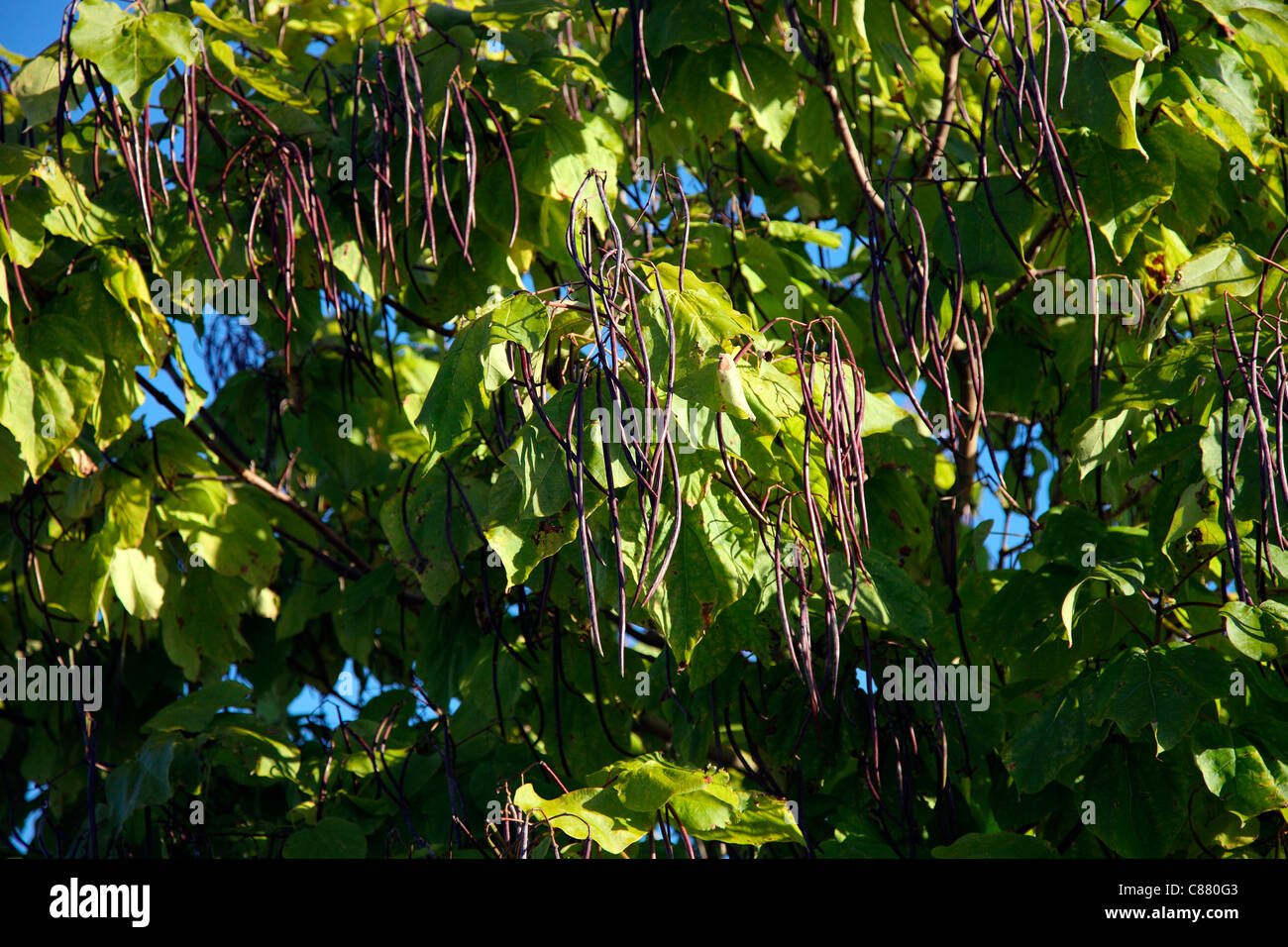 Catalpa bignonioides AGM showing seed pods in autumn Stock Photo
