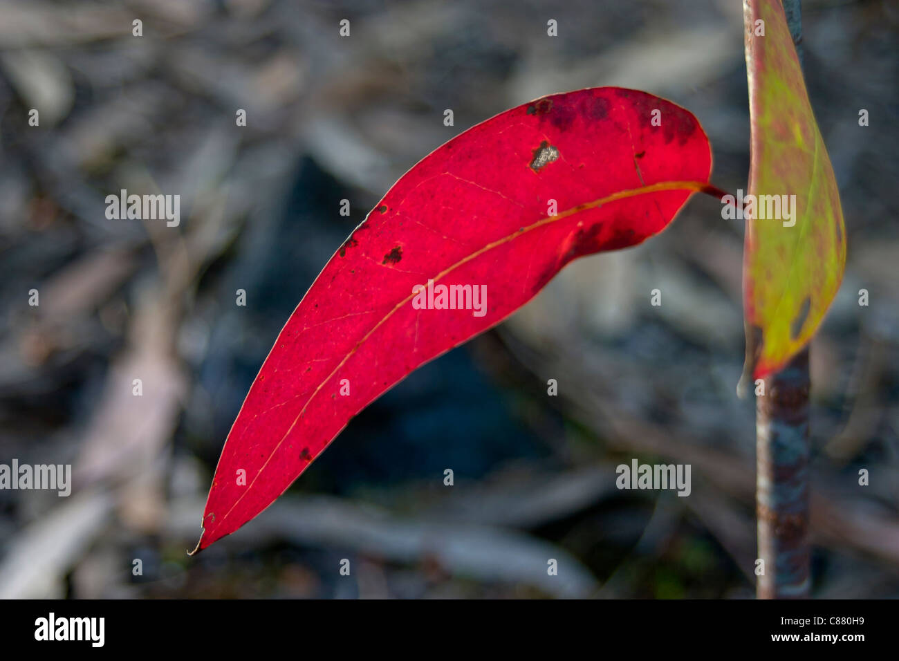 Eucalyptus leaves colour hi-res stock photography and images - Alamy