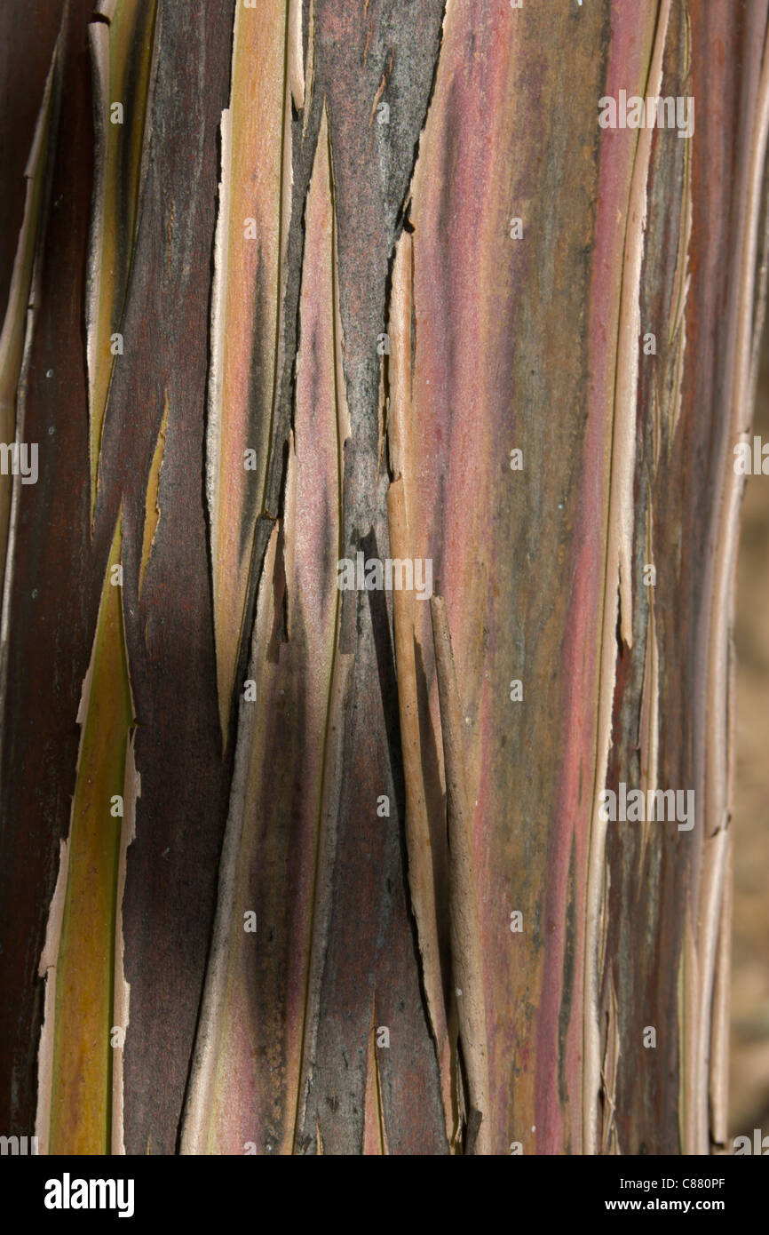 Western australian eucalyptus tree bark stock photo alamy