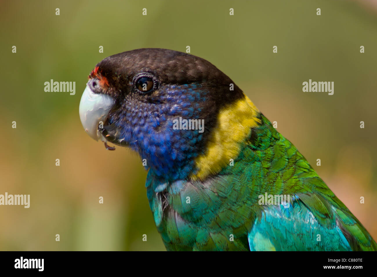 Australian Port Lincoln parrot (Ringneck) head and shoulders closeup Stock Photo