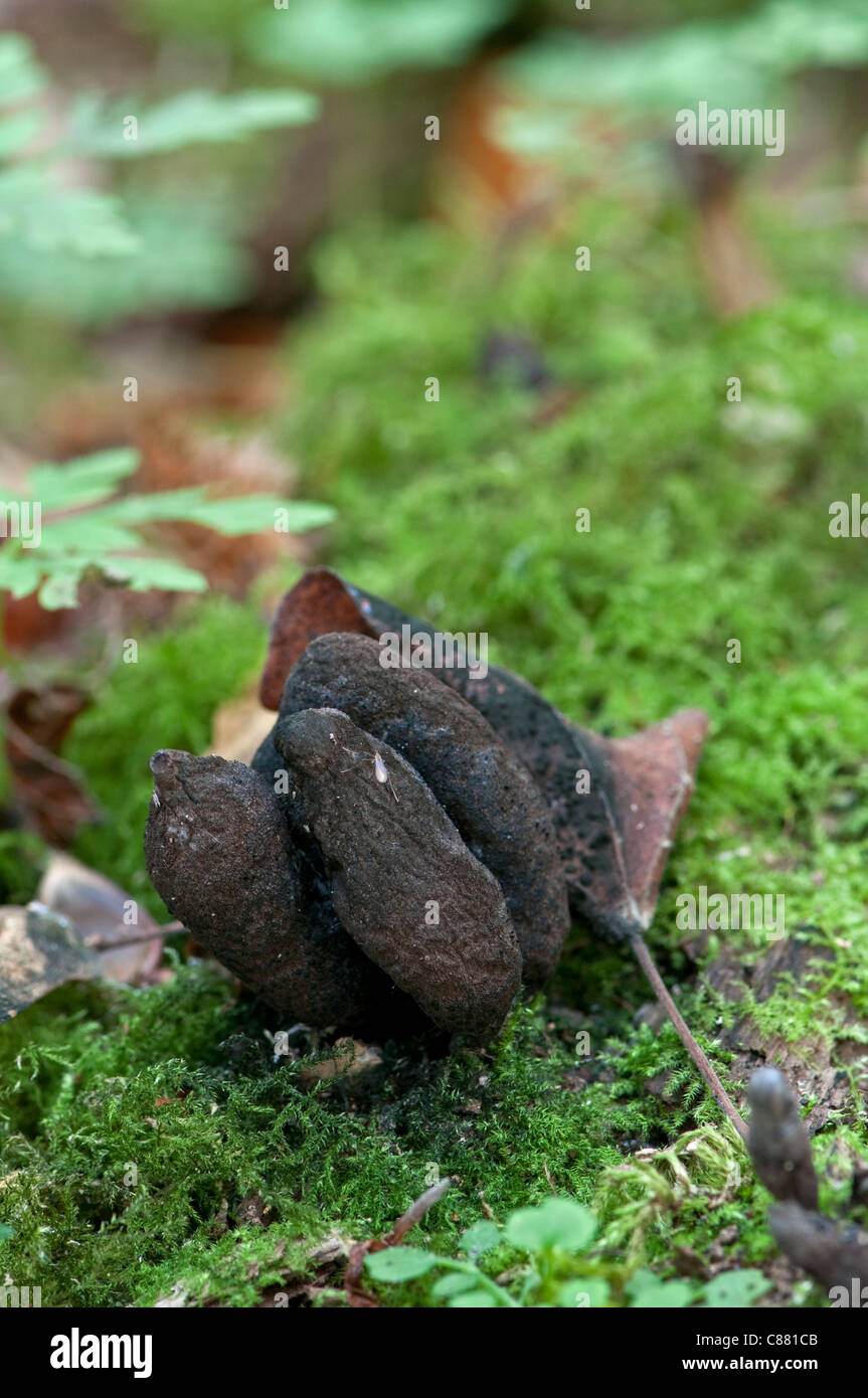 Dead Man's Fingers: Xylaria polymorpha. Sussex, England, UK. Note black spores on leaf behind specimen. Stock Photo