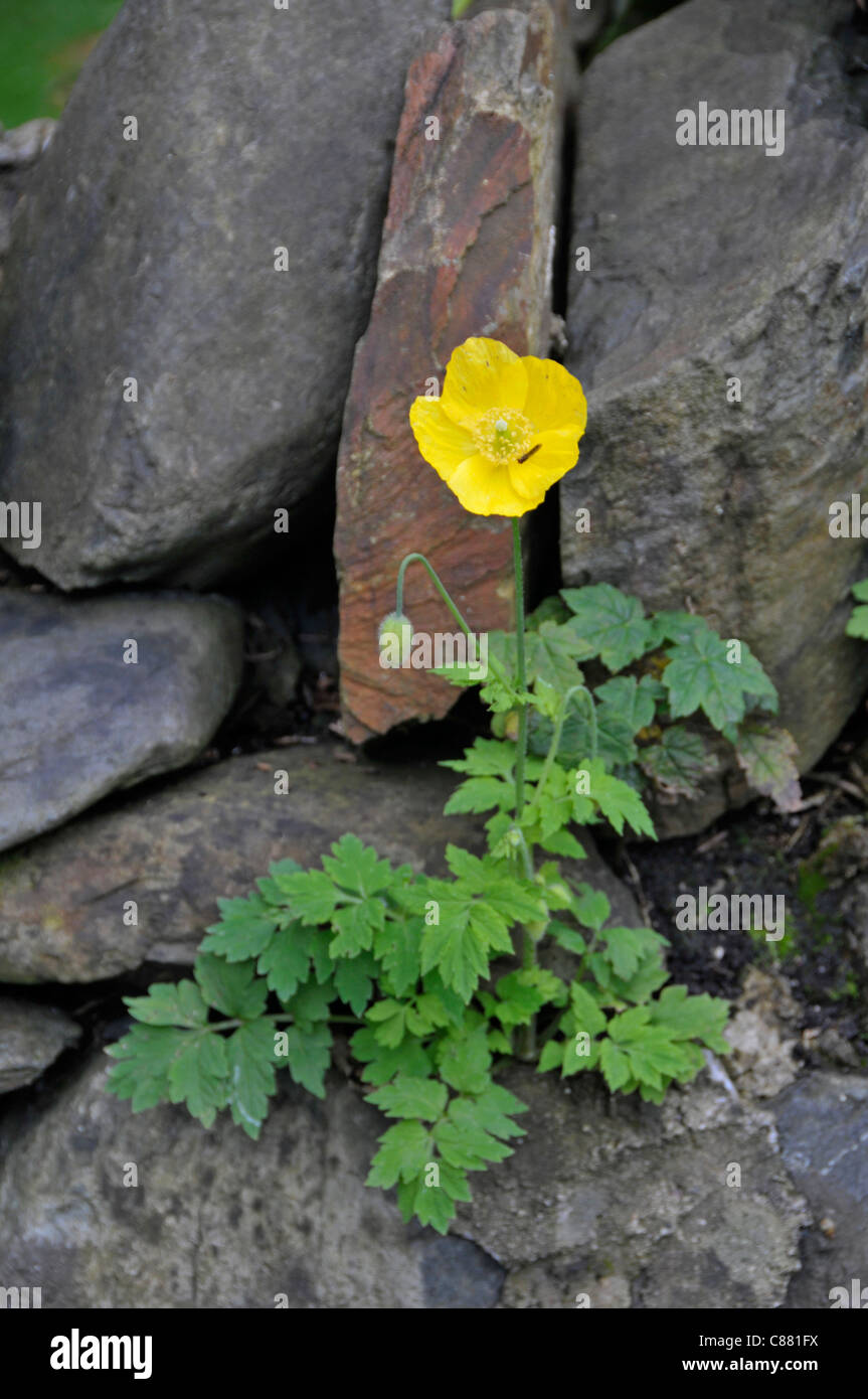 Welsh Poppy: Meconopsis cambrica. Snowdonia National Park North Wales, UK Stock Photo
