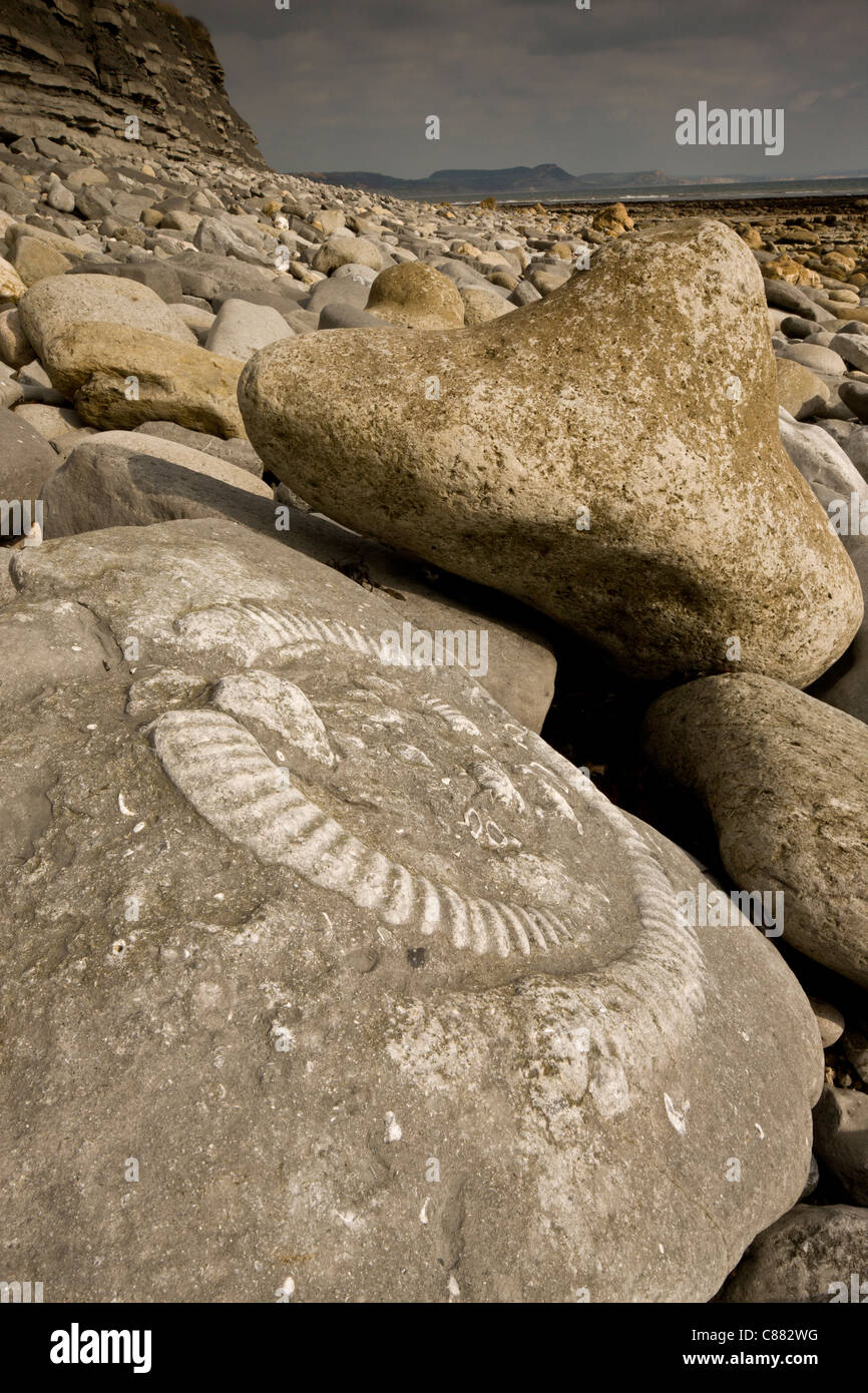 Large fossil ammonites on the beach near Lyme Regis. World Heritage