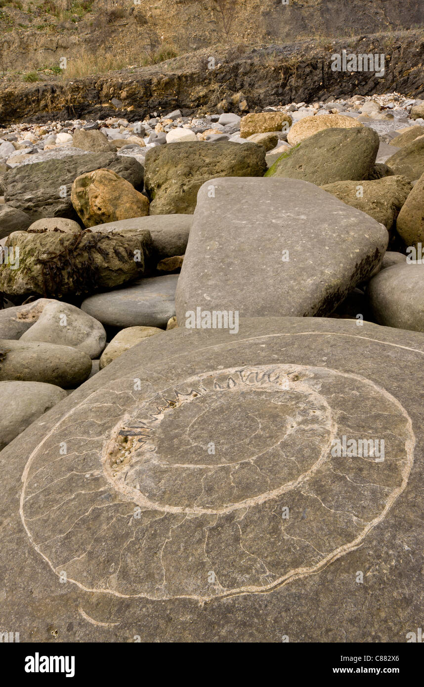 Large fossil ammonites on the beach near Lyme Regis. World Heritage