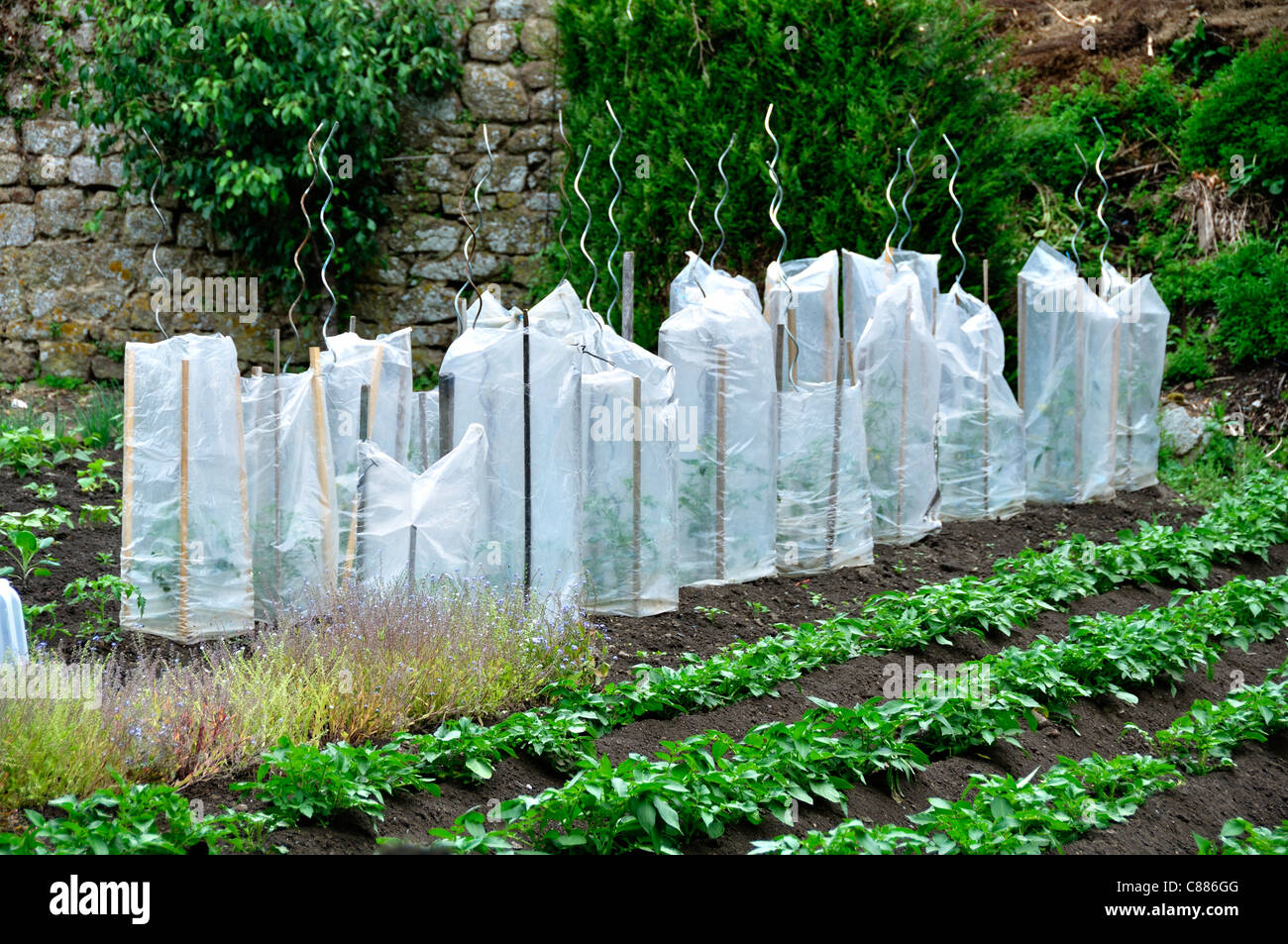 Vegetable garden, protection of tomato plants with plastic bags Stock