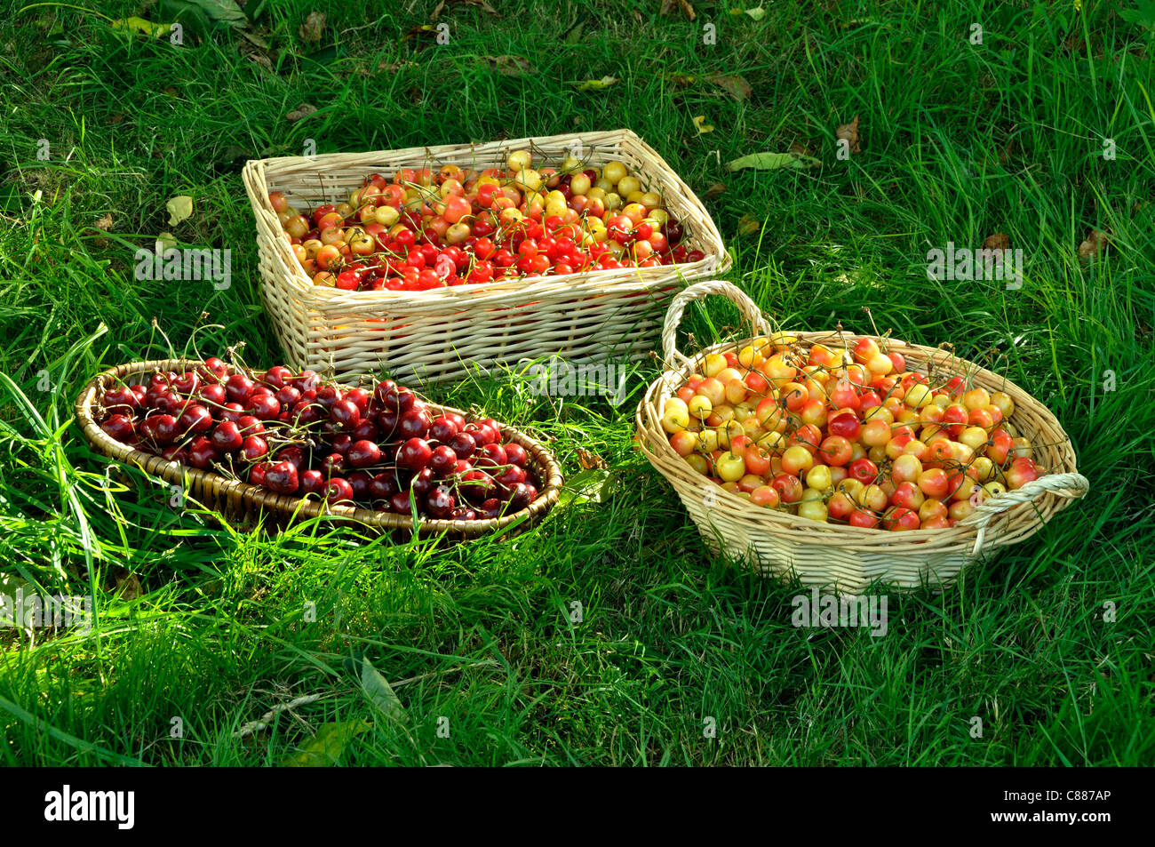 The cherries (morello, bing cherries) of the garden set on the lawn of the garden. Stock Photo
