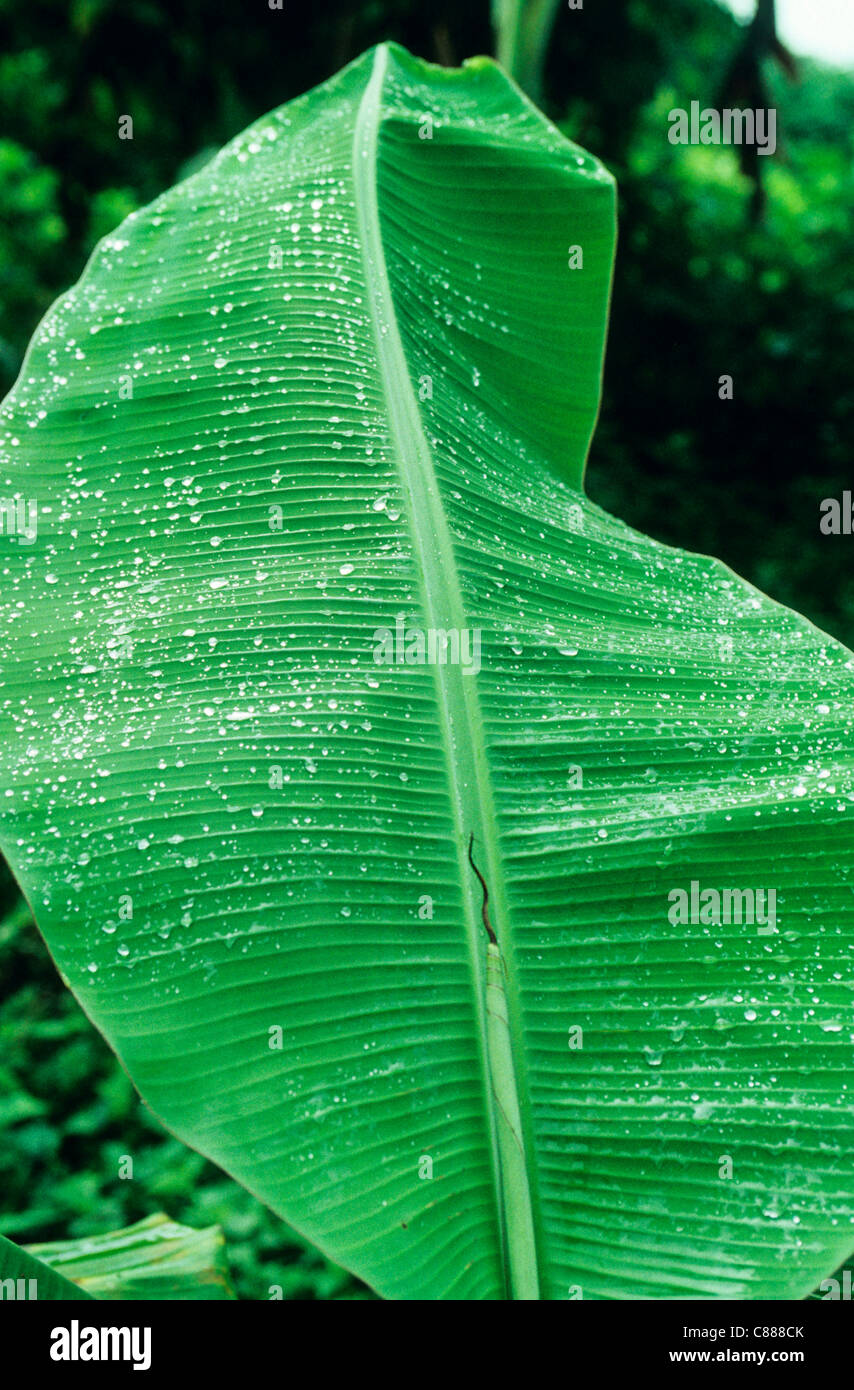 Fruits amazon rain forest brazil hi-res stock photography and images ...