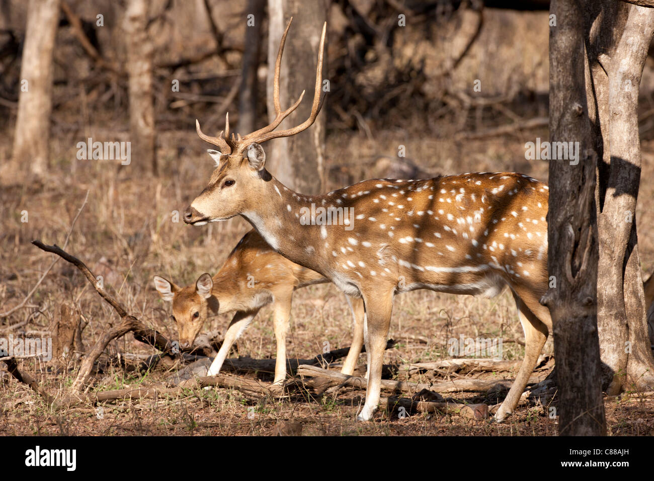 Spotted deer, Axis axis, (Chital) and fawn in Ranthambhore National Park, Rajasthan, Northern India Stock Photo