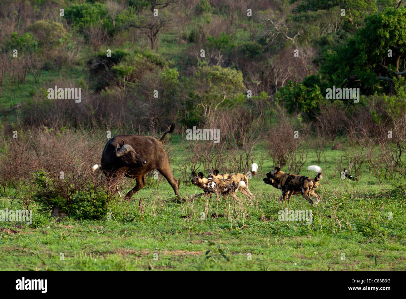 African Wild Dog (lycaon pictus) approaching buffalo. Stock Photo