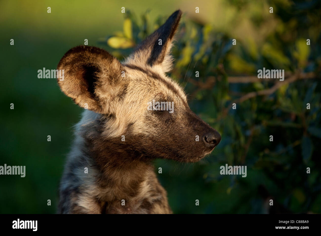 African Wild Dog (Lycaon pictus) pup portait. Hluhluwe-Imfolozi Game Reserve, Stock Photo
