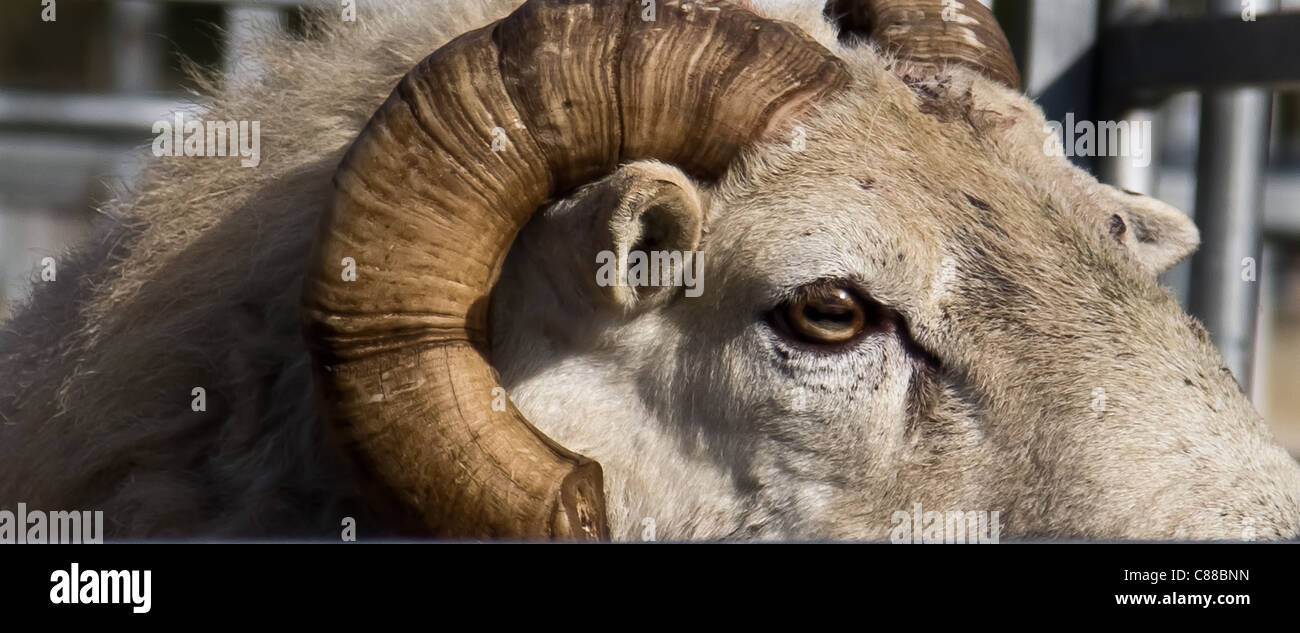 Ram head Stock Photo Alamy