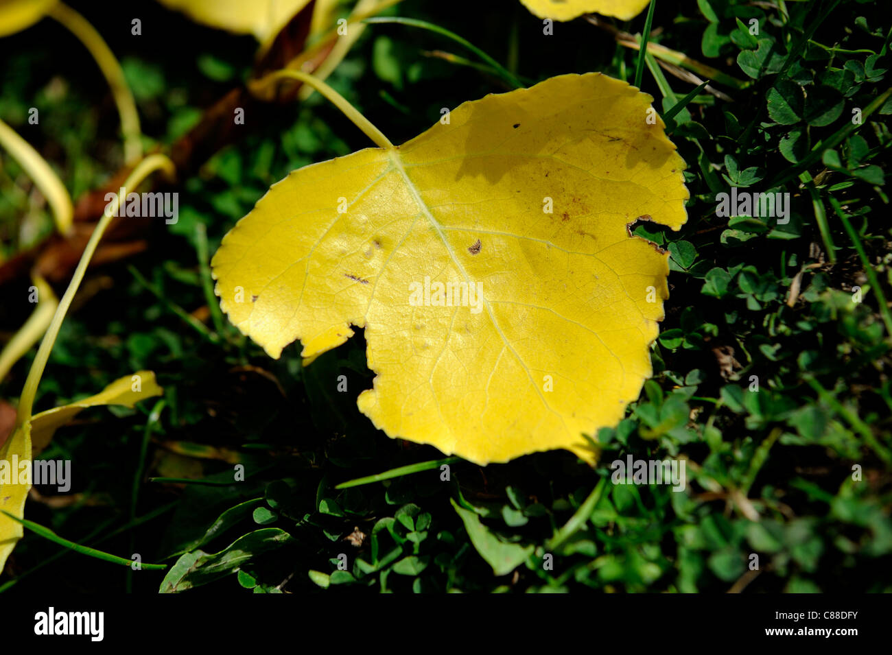 yellow autumn leaf laying on the ground england uk Stock Photo - Alamy