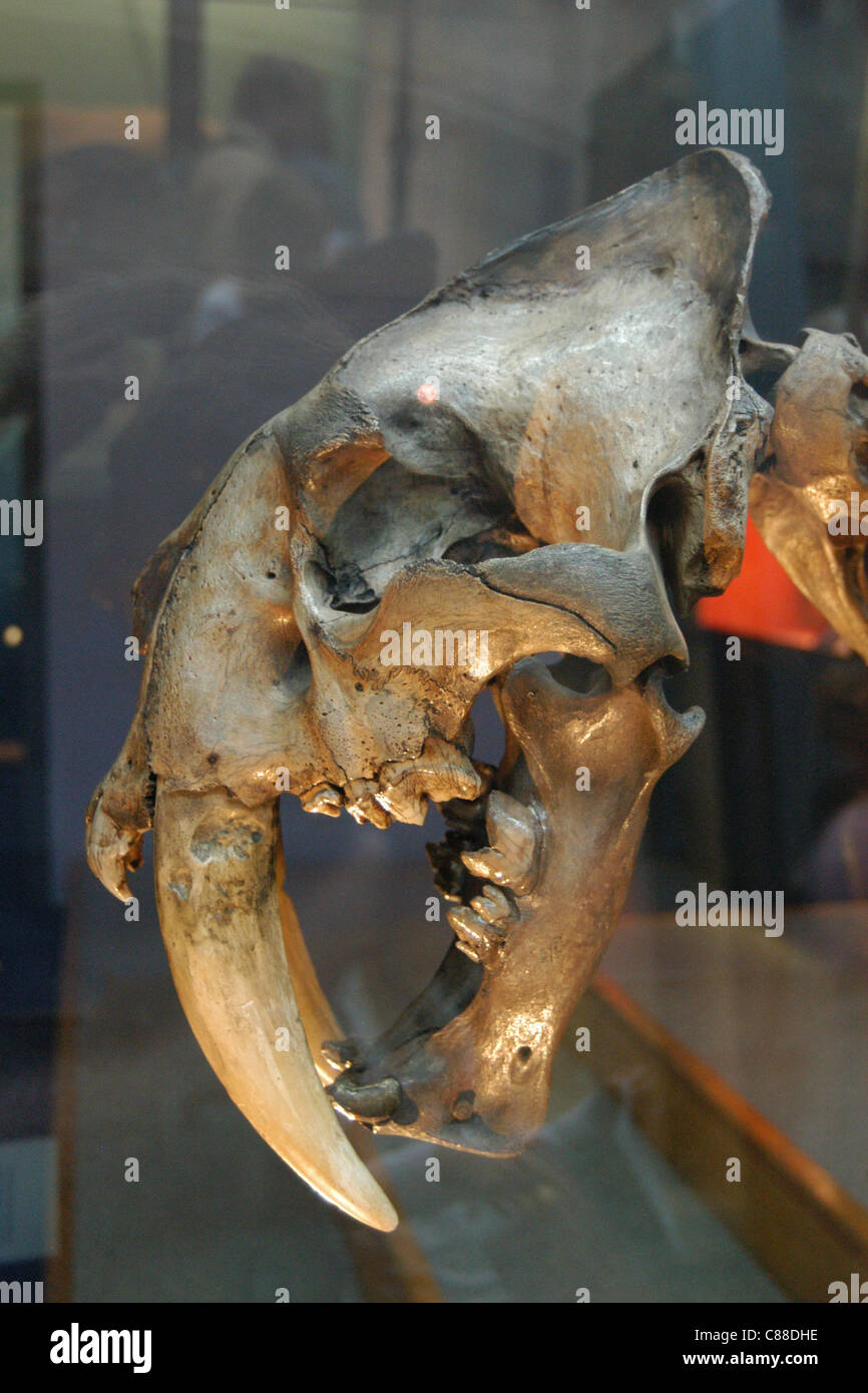 Skeleton of an extinct saber-toothed tiger (Smilodon) seen at the Natural History Museum in London, England, UK. Stock Photo
