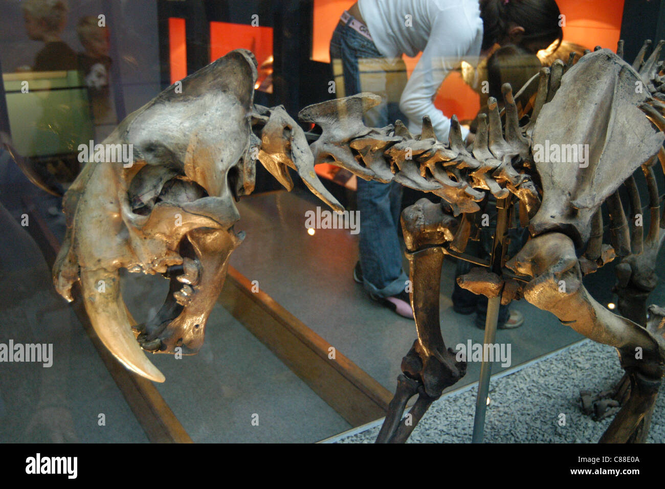 Skeleton of an extinct sabre-toothed tiger (Smilodon) seen at the Natural History Museum in London, England, UK. Stock Photo