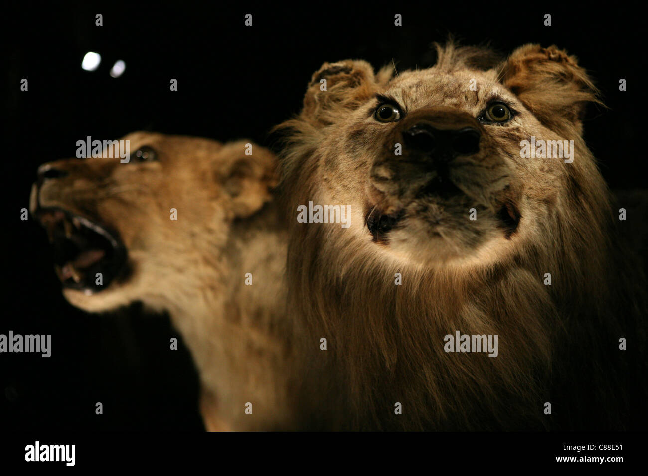 Stuffed Cape Lion Panthera Leo Melanochaitus In The Great Gallery Of Evolution In Paris France Stock Photo Alamy
