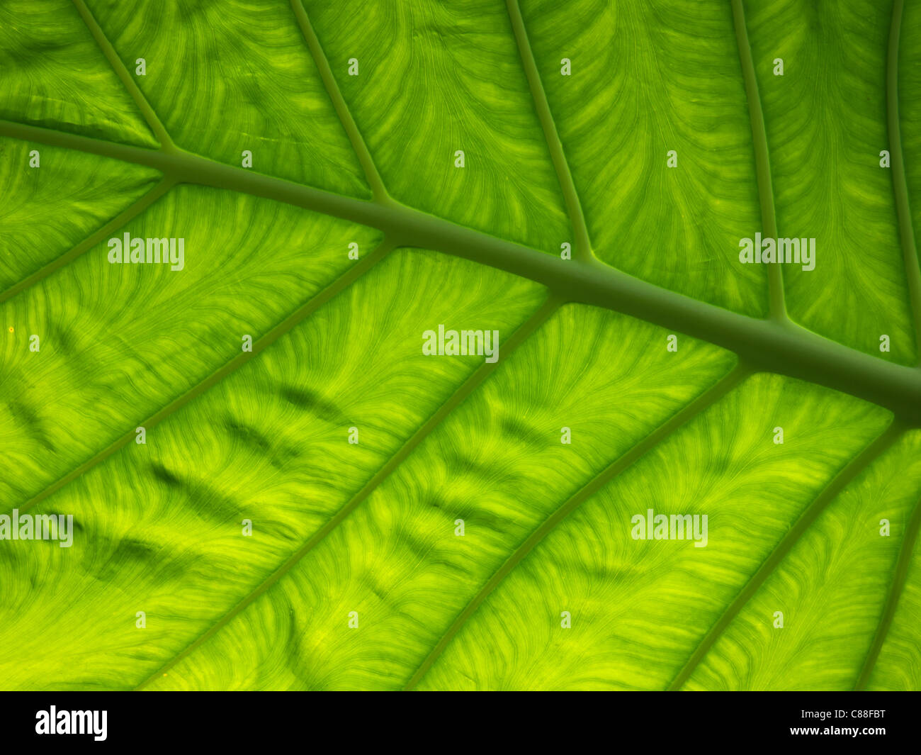 Green  leaf Stock Photo