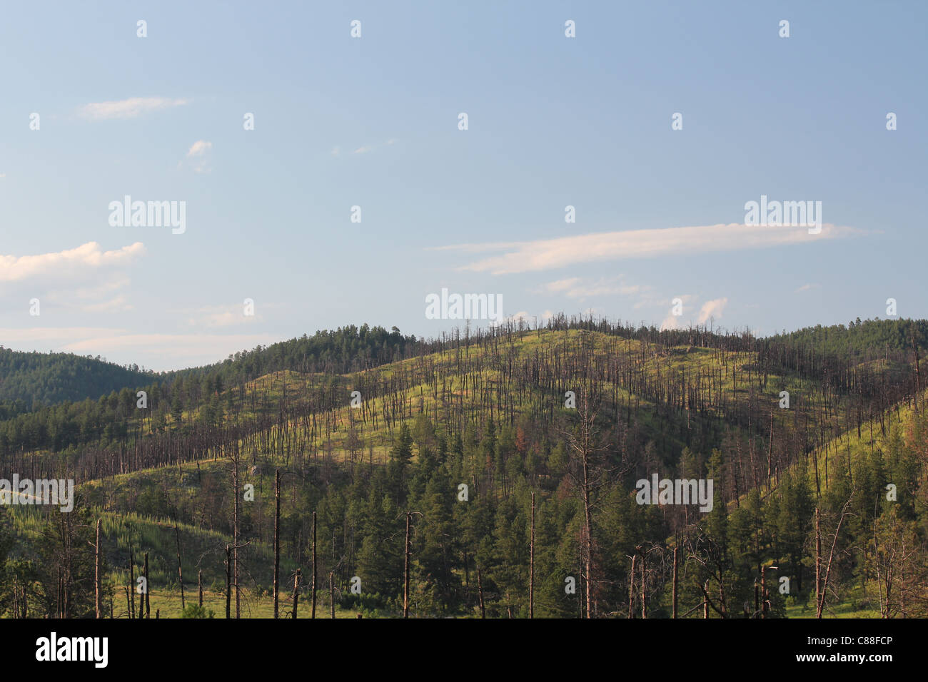 Forrest Fire damage in Black Hills in Custer State Park in South Dakota