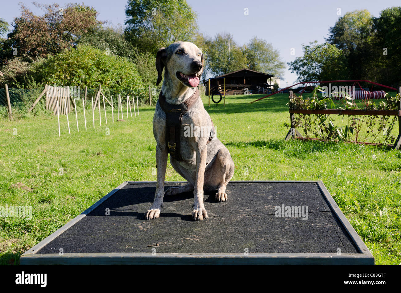 dog sitting on platform during training session Stock Photo Alamy