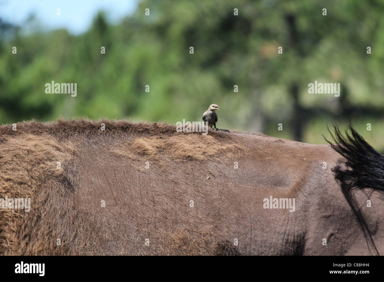 Lone female Brown-headed Cowbird (Molothrus ater) feeding on the back of a male Bison in Custer State Park, South Dakota Stock Photo