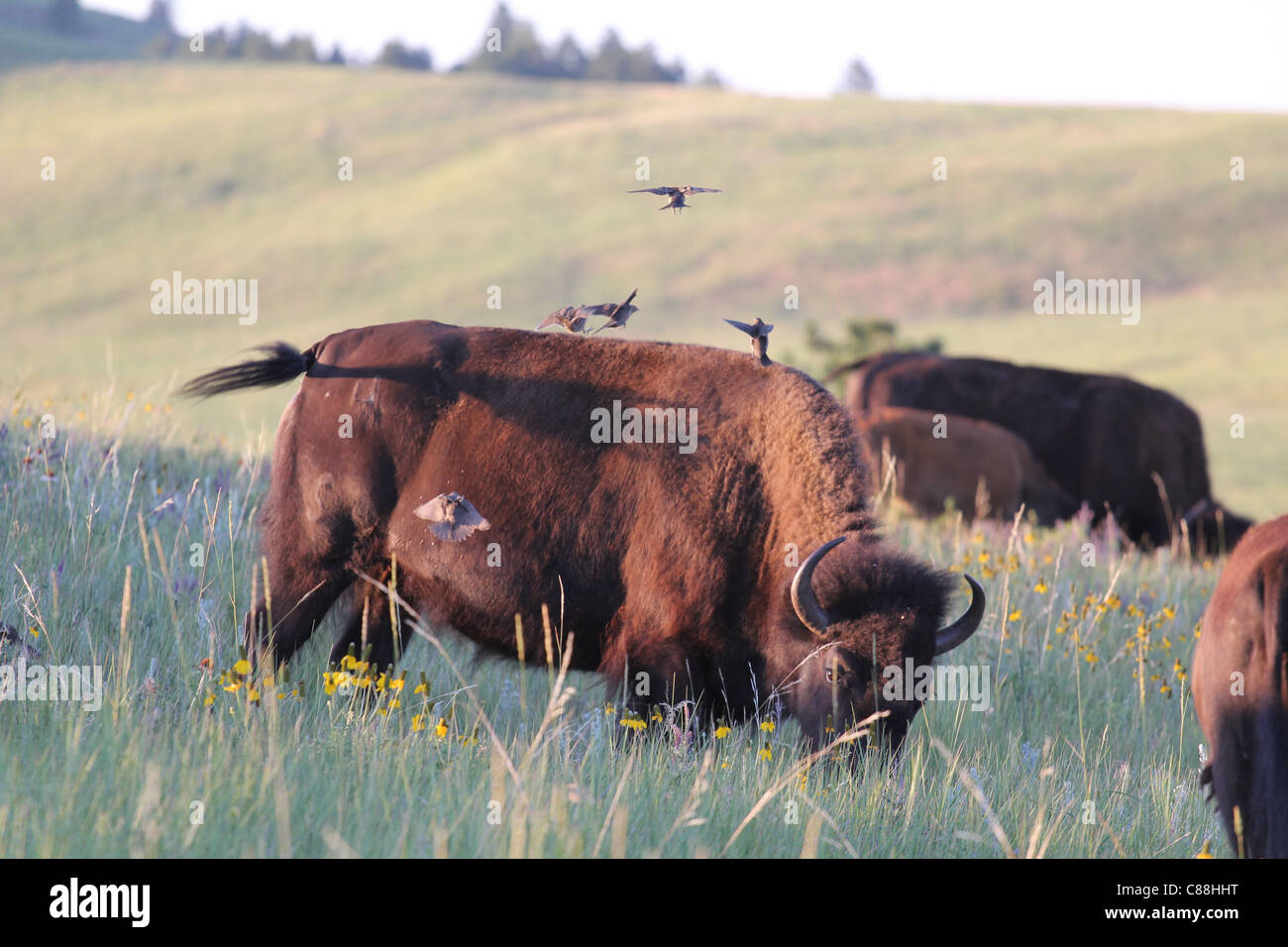 Flock of Brown-headed Cowbirds (Molothrus ater) flying towards a lone female Bison in Custer State Park, South Dakota Stock Photo