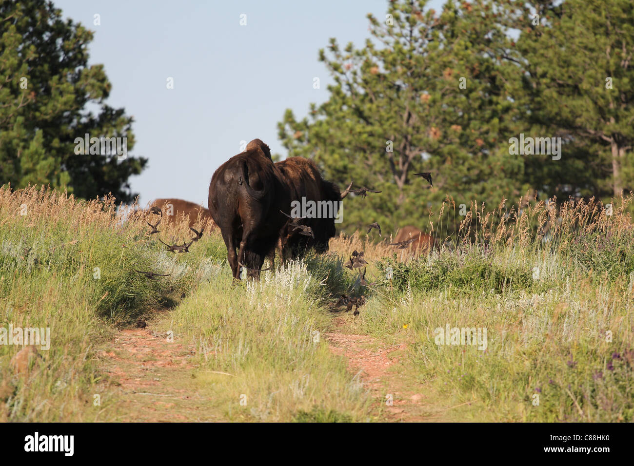 Flock of Brown-headed Cowbirds (Molothrus ater) flying towards a pair of female Bison in Custer State Park, South Dakota Stock Photo
