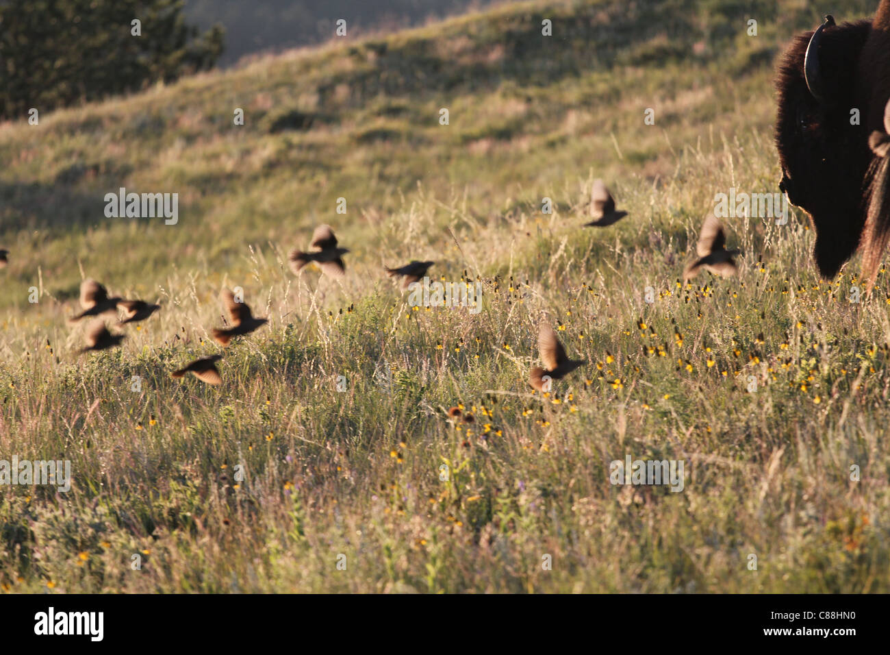Flock of Brown-headed Cowbirds (Molothrus ater) flying towards a lone male Bison in Custer State Park, South Dakota Stock Photo
