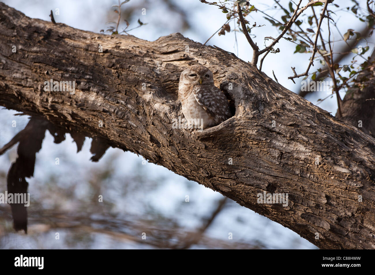 Spotted Owlet bird, Athene brama, in Ranthambhore National Park, Rajasthan, Northern India Stock Photo