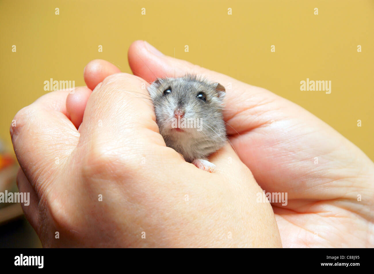Tips For Safe Dwarf Hamster Traveling photo