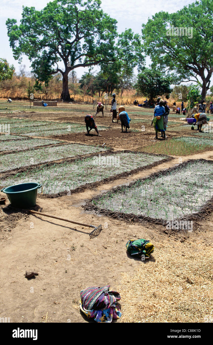 Tankular, Gambia, Africa. Women working on a field; crops after watering. Stock Photo