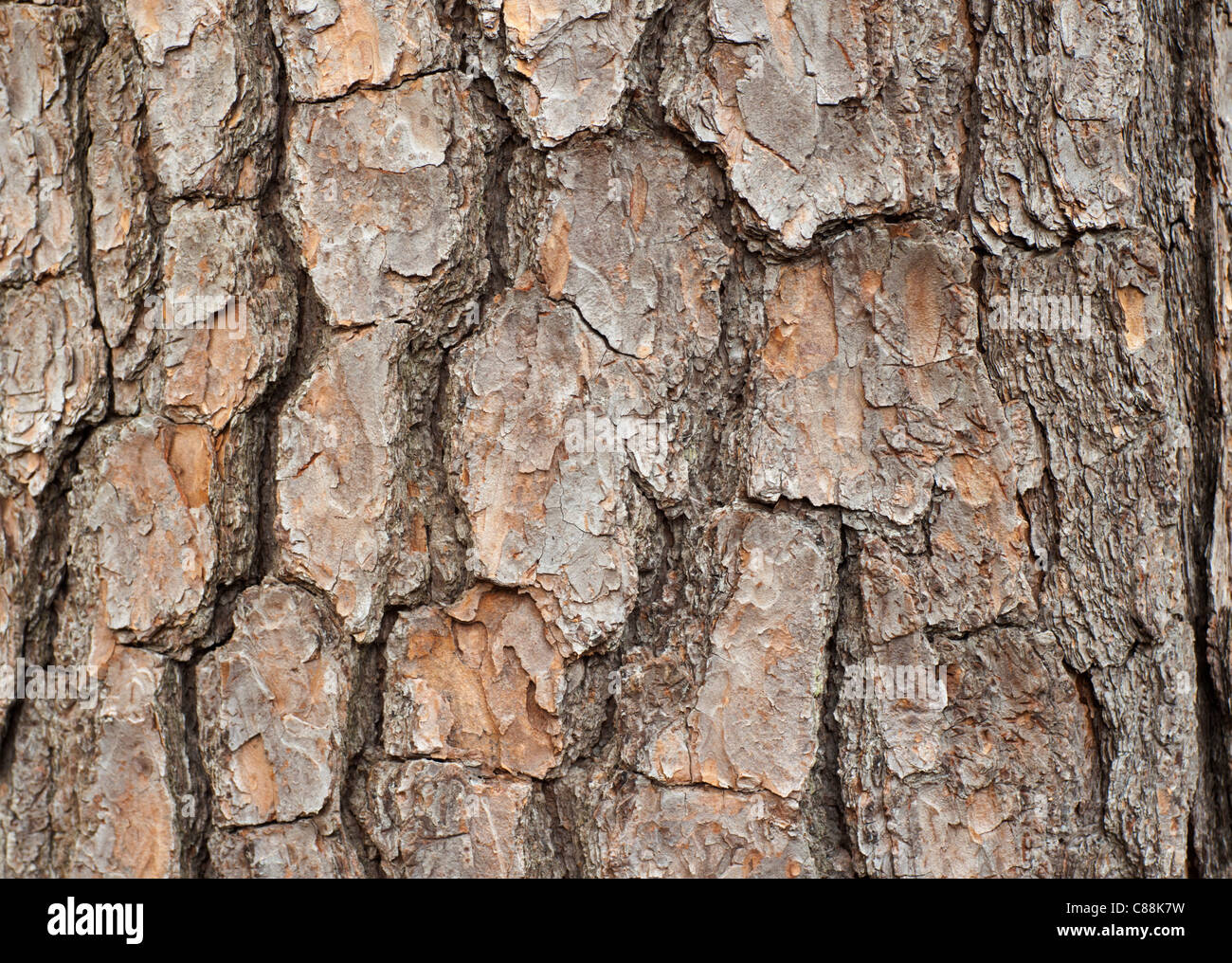 Pine Tree Bark Horizontal High Resolution Stock Photography and Images