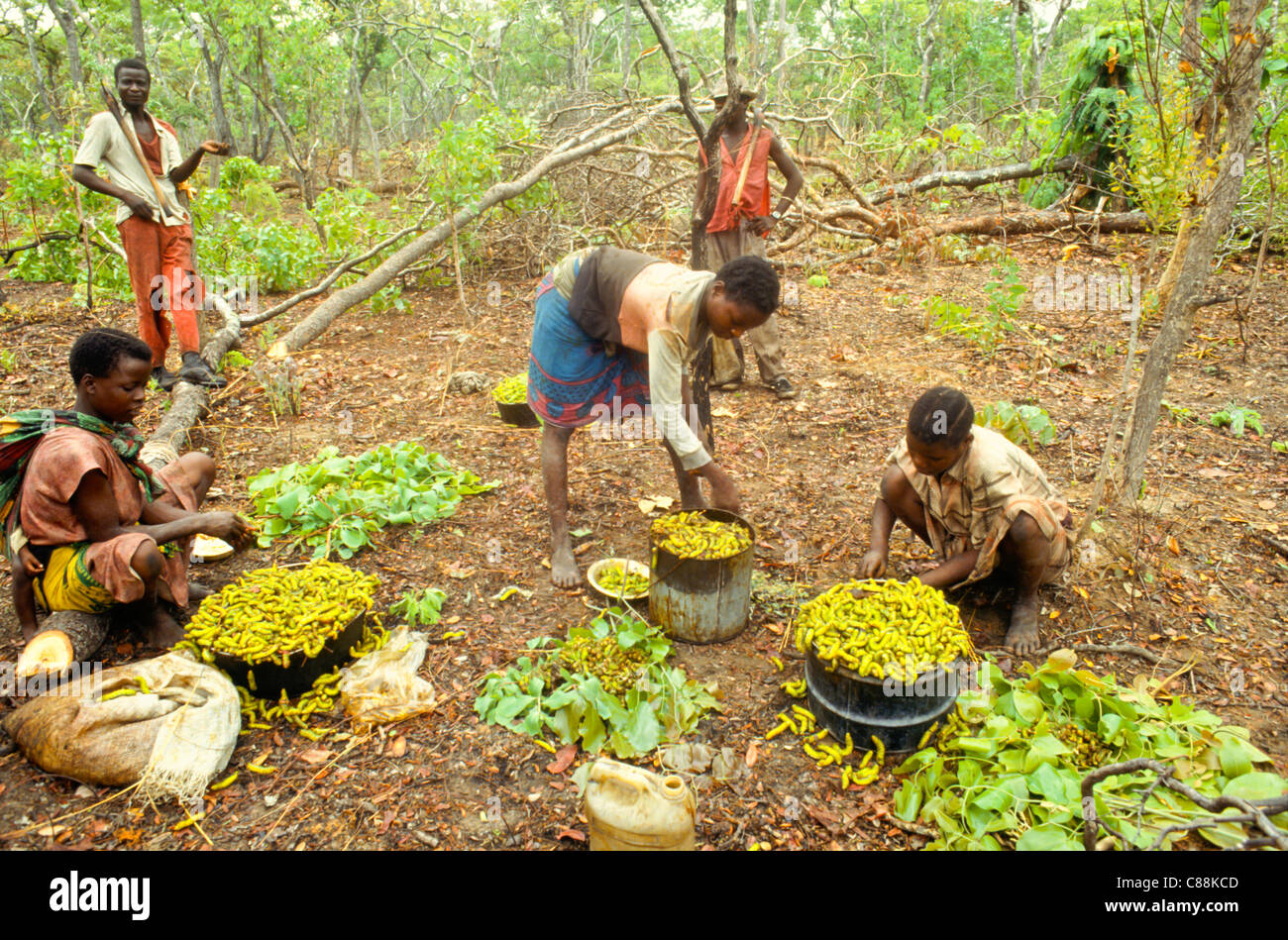 Kopa, Zambia, Africa. Women squeezing out mopane caterpillars, preparing them for sale, with felled trees behind. Stock Photo