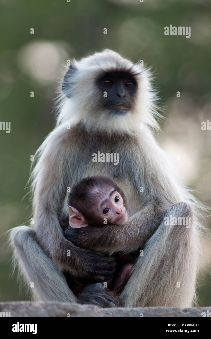 Indian Langur monkeys, Presbytis entellus, female and baby in Ranthambore National Park, Rajasthan, India Stock Photo