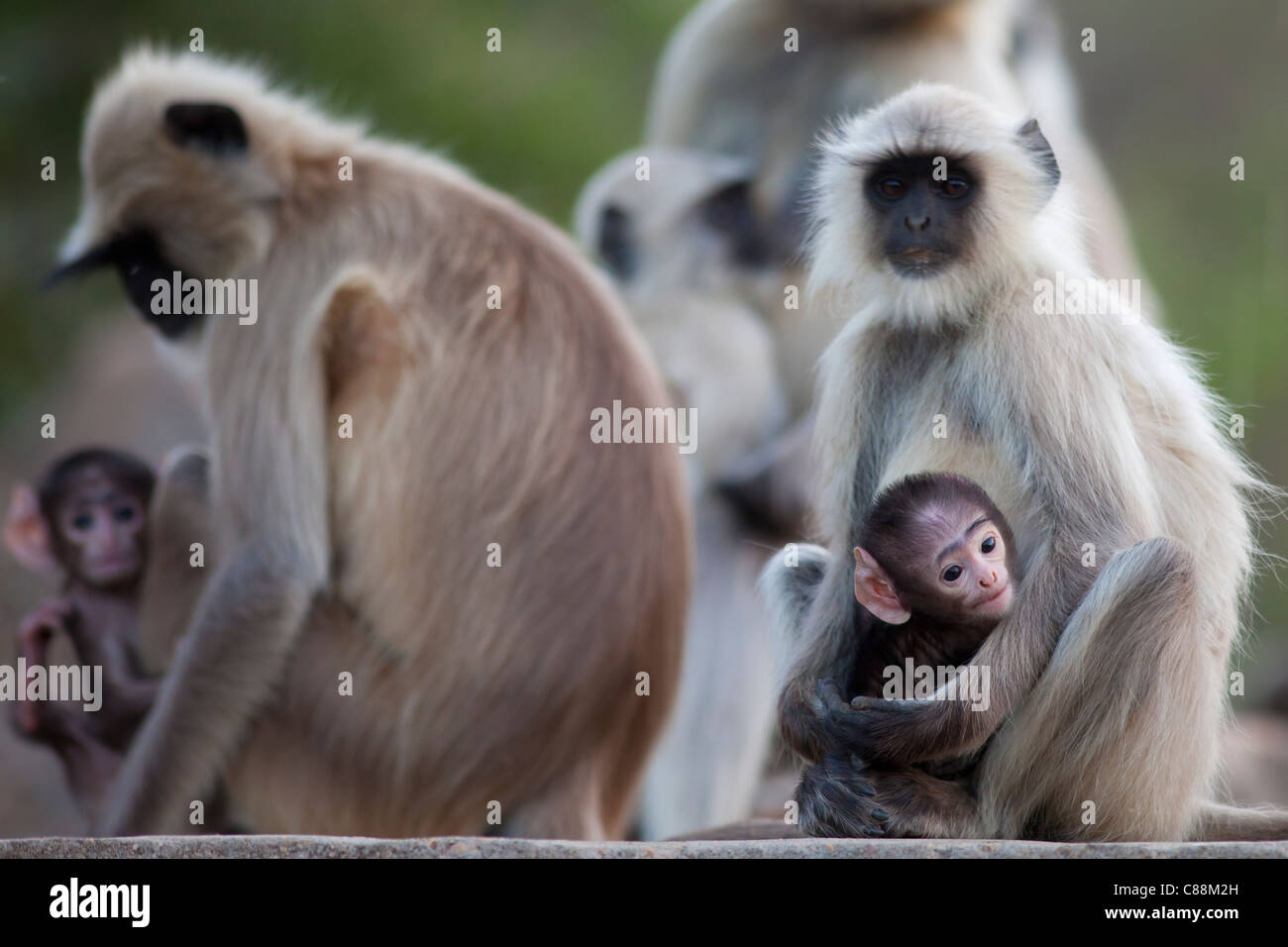 Indian Langur monkeys, Presbytis entellus, in Ranthambore National Park, Rajasthan, India Stock Photo