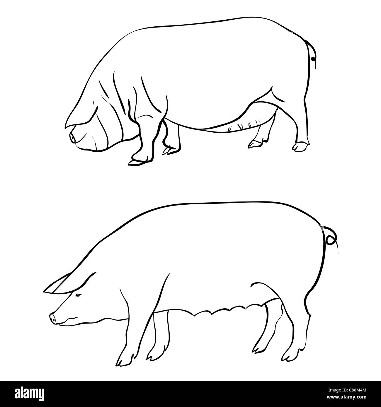 Pen drawing depicting a pig Stock Photo Alamy