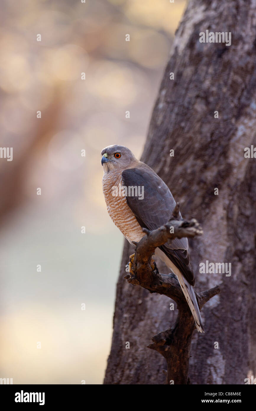 Shikra Hawk bird of prey, Accipiter Badius, in Ranthambhore National ...