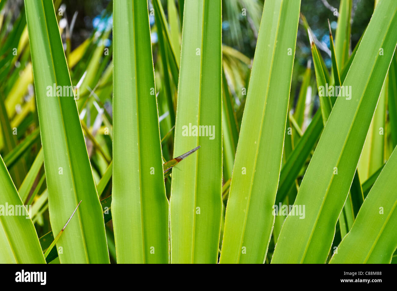 Florida Palmetto Palm Tree Frond Stock Photo - Alamy