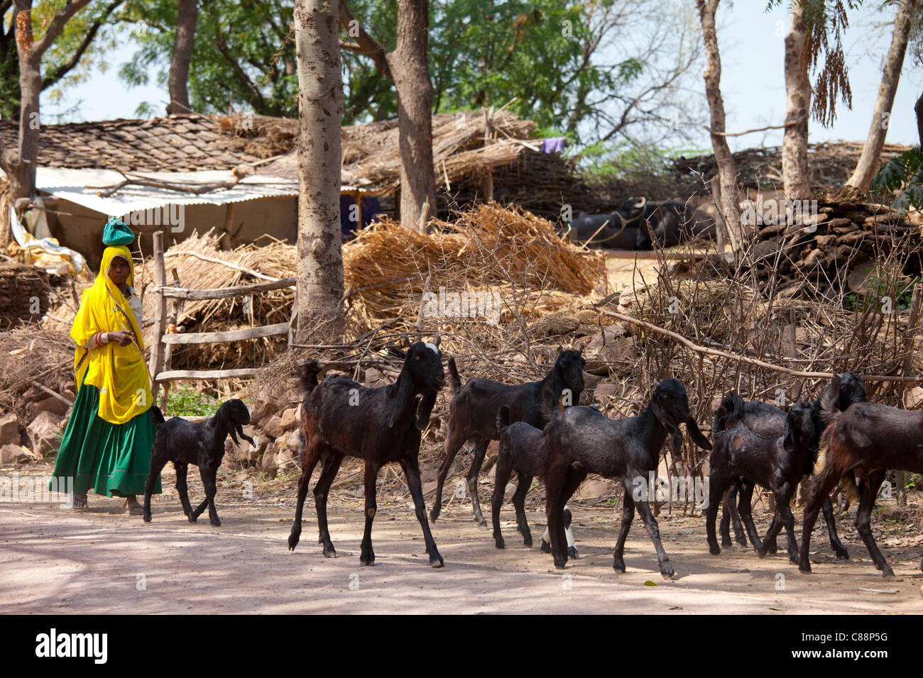 Indian woman with herd of goats at farm smallholding at kutalpura village in rajasthan northern