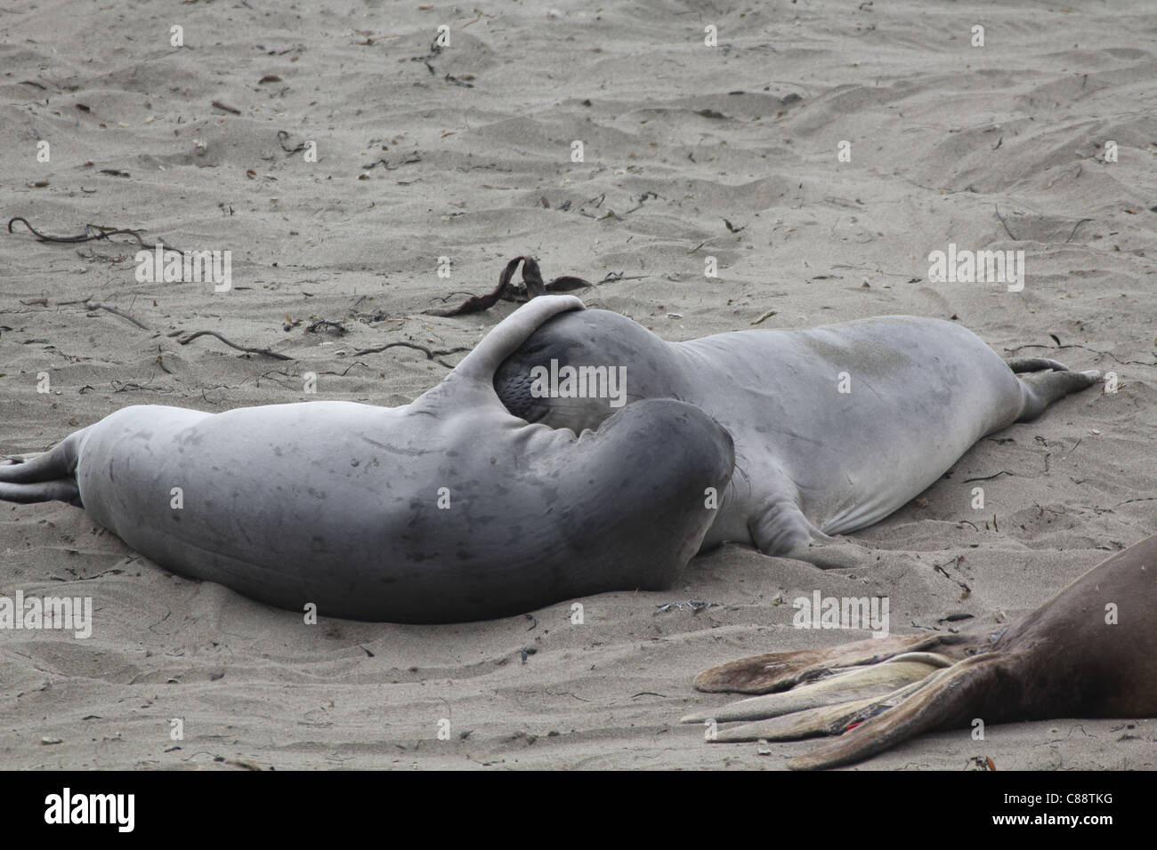 Baby Male Elephant Seals (Mirounga angustirostris) embracing. Pacific