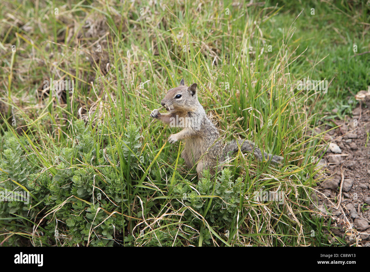 Ground Squirrel (Spermophilus beecheyi) at San Simeon, California, USA Stock Photo