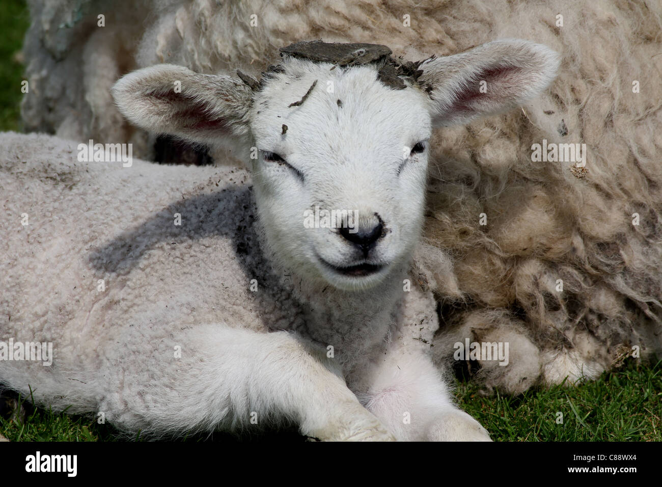 Lamb with mud on its head resting next to mother on Lundy Island